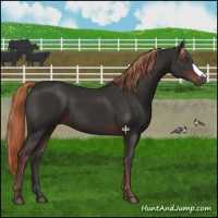 Horse Color:Liver Chestnut 
