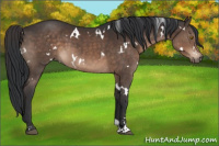 Horse Color:White Spotted Brown Sabino 
