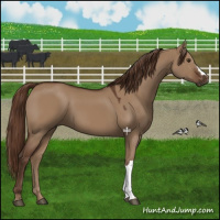 Horse Color:Liver Red Dun 