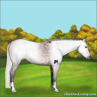 Horse Color:Gray Silver Bay Rabicano