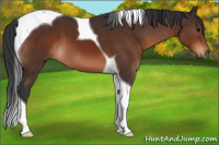 Horse Color:Brown Sabino Tobiano 