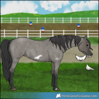 Horse Color:Grullo Roan Frame 