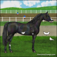 Horse Color:Midnight Grullo Ice Frame