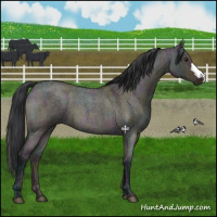 Horse Color:Midnight Brown Ice Roan Dun