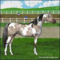 Horse Color:White Spotted Liver Red Dun Rabicano 