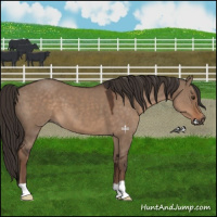 Horse Color:Liver Red Dun 