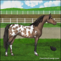 Horse Color:Brown Dun Appaloosa 