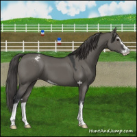 Horse Color:Grullo Sabino Appaloosa 