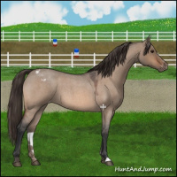 Horse Color:Bay Roan Dun Appaloosa 