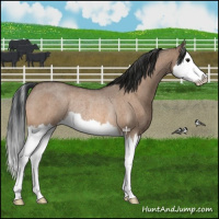 Horse Color:Bay Roan Dun Splash Rabicano Brindle 