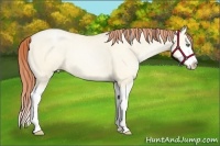 Horse Color:Amber Cream Champagne Pearl Dun Splash 