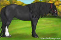 Horse Color:Black 