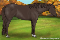 Horse Color:Liver Chestnut 
