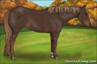 Horse Color:Liver Chestnut 