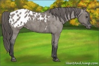 Horse Color:Grullo Appaloosa 