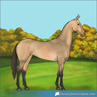 Horse Color:Buckskin Dun 