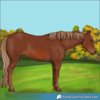 Horse Color:Chestnut 