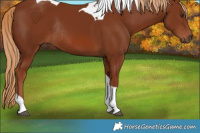 Horse Color:Chestnut Tobiano Rabicano 
