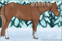 Horse Color:Chestnut Tobiano Rabicano