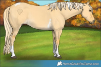 Horse Color:Palomino Dun Tobiano Rabicano