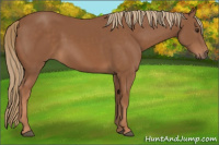 Horse Color:Chestnut Rabicano 