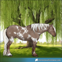 Horse Color:White Spotted Liver Red Dun Mushroom 