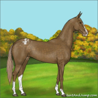 Horse Color:Chocolate Palomino Sabino Appaloosa 