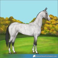 Horse Color:Grullo Roan 