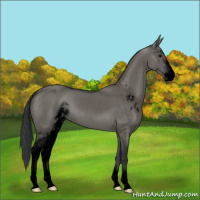 Horse Color:Void Grullo Sabino 