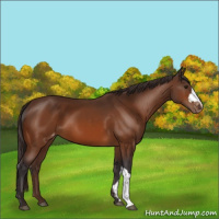 Horse Color:Buckskin Appaloosa 