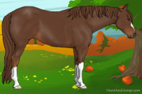 Horse Color:Gray Chestnut 