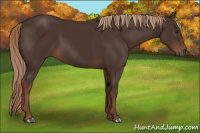 Horse Color:Liver Chestnut 