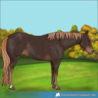 Horse Color:Liver Chestnut Rabicano 