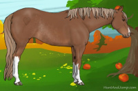 Horse Color:Chestnut Rabicano 