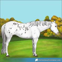 Horse Color:Liver Chestnut Tobiano Appaloosa 