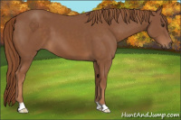 Horse Color:Chestnut 