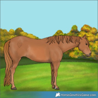 Horse Color:Chestnut Rabicano 