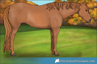 Horse Color:Chestnut Rabicano 