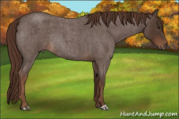 Horse Color:Liver Red Roan Rabicano