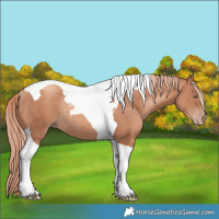 Horse Color:Gold Champagne Tobiano Rabicano 