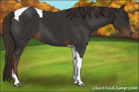Horse Color:Liver Chestnut Tobiano