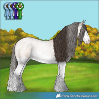 Horse Color:Bay Roan Splash 
