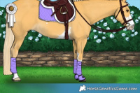 Horse Color:Palomino