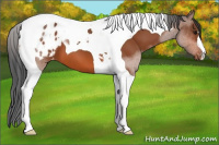 Horse Color:Bay Tobiano Appaloosa 