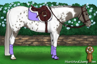 Horse Color:Smoky Black Tobiano Appaloosa