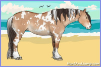 Horse Color:White Spotted Bay Dun Sabino 