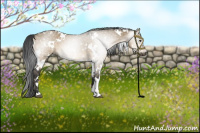 Horse Color:Gray White Spotted Brown Dun