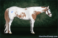 Horse Color:Chestnut Splash Tobiano Appaloosa 