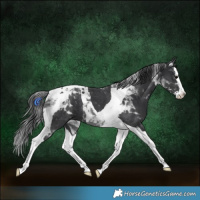 Horse Color:Black Splash Tobiano 