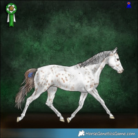 Horse Color:Brown Dun Tobiano Leopard Rabicano  and Bay Dun Sabino Tobiano Leopard 